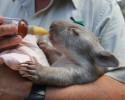 adorable-orphaned-wombat-finds-home-7