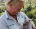 adorable-orphaned-wombat-finds-home-8
