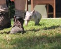adorable-orphaned-wombat-finds-home-9