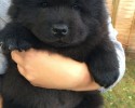 awesemelycute-puppy-bear