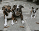 awkard-dogs-awesomelycute.com-10-22-2014-11