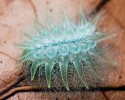 caterpillar-transformation-into-butterfly-10-28-2014-15