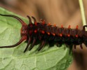 caterpillar-transformation-into-butterfly-10-28-2014-22