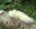 caterpillar-transformation-into-butterfly-10-28-2014-24