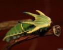 caterpillar-transformation-into-butterfly-10-28-2014-30