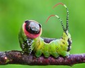 caterpillar-transformation-into-butterfly-10-28-2014-37