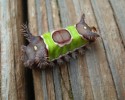 caterpillar-transformation-into-butterfly-10-28-2014-5
