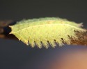 caterpillar-transformation-into-butterfly-10-28-2014-7