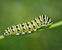 caterpillar-transformation-into-butterfly-10-28-2014-8
