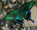 caterpillar-transformation-into-butterfly-10-28-2014-9