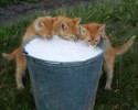 cats-stealing-food-10-06-2014-16-Optimized