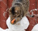 cats-stealing-food-10-06-2014-17-Optimized