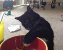 cats-stealing-food-10-06-2014-18-Optimized
