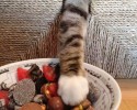 cats-stealing-food-10-06-2014-19-Optimized