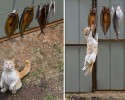 cats-stealing-food-10-06-2014-3-Optimized