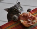 cats-stealing-food-10-06-2014-6-Optimized