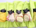 cute-baby-bats-awesomelycute-com-10-24-2014-11
