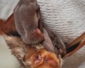 cute-baby-bats-awesomelycute-com-10-24-2014-13