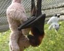 cute-baby-bats-awesomelycute-com-10-24-2014-15