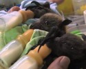 cute-baby-bats-awesomelycute-com-10-24-2014-17