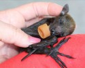 cute-baby-bats-awesomelycute-com-10-24-2014-18