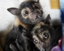 cute-baby-bats-awesomelycute-com-10-24-2014-2