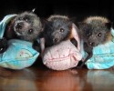 cute-baby-bats-awesomelycute-com-10-24-2014-20