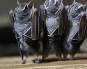 cute-baby-bats-awesomelycute-com-10-24-2014-21