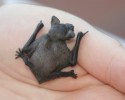 cute-baby-bats-awesomelycute-com-10-24-2014-3