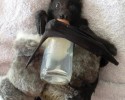 cute-baby-bats-awesomelycute-com-10-24-2014-5