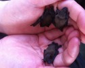 cute-baby-bats-awesomelycute-com-10-24-2014-8