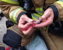 little-hamster-gets-rescued-by-firedepartment-10-02-2014-5