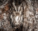 owl-camouflague-10-07-2014-16
