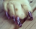 painted-dog-nails-awesomelycute.com-10-15-2014-1