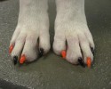 painted-dog-nails-awesomelycute.com-10-15-2014-14