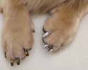 painted-dog-nails-awesomelycute.com-10-15-2014-15