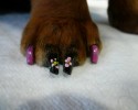 painted-dog-nails-awesomelycute.com-10-15-2014-16