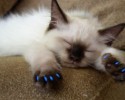 painted-dog-nails-awesomelycute.com-10-15-2014-23