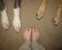 painted-dog-nails-awesomelycute.com-10-15-2014-24