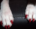 painted-dog-nails-awesomelycute.com-10-15-2014-25