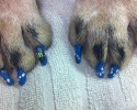 painted-dog-nails-awesomelycute.com-10-15-2014-5