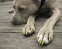 painted-dog-nails-awesomelycute.com-10-15-2014-7