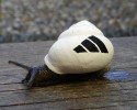 painted-snail-shell-to-prevent-stepping-on-them-10-22-2014-12