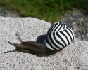 painted-snail-shell-to-prevent-stepping-on-them-10-22-2014-15
