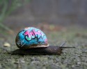 painted-snail-shell-to-prevent-stepping-on-them-10-22-2014-4