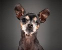 portraits-of-old-dogs-pete-thorne-10-23-2014-1