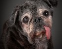 portraits-of-old-dogs-pete-thorne-10-23-2014-10