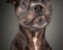 portraits-of-old-dogs-pete-thorne-10-23-2014-11