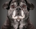 portraits-of-old-dogs-pete-thorne-10-23-2014-15