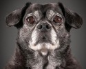 portraits-of-old-dogs-pete-thorne-10-23-2014-17